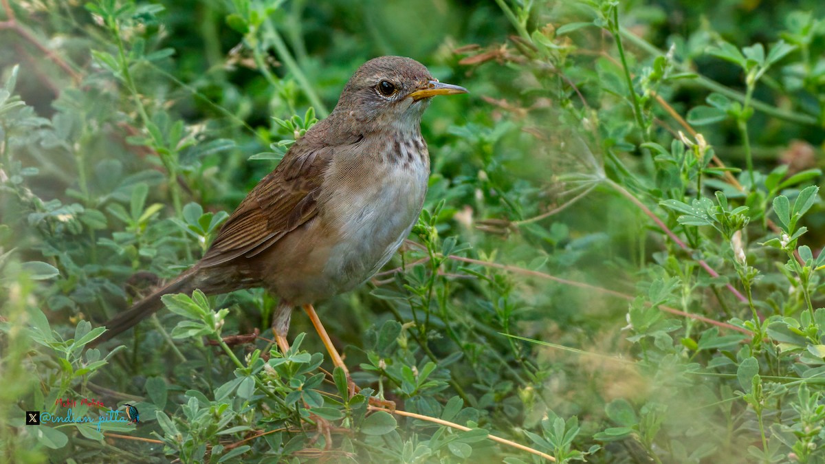 Long-billed Bush Warbler - ML639948270