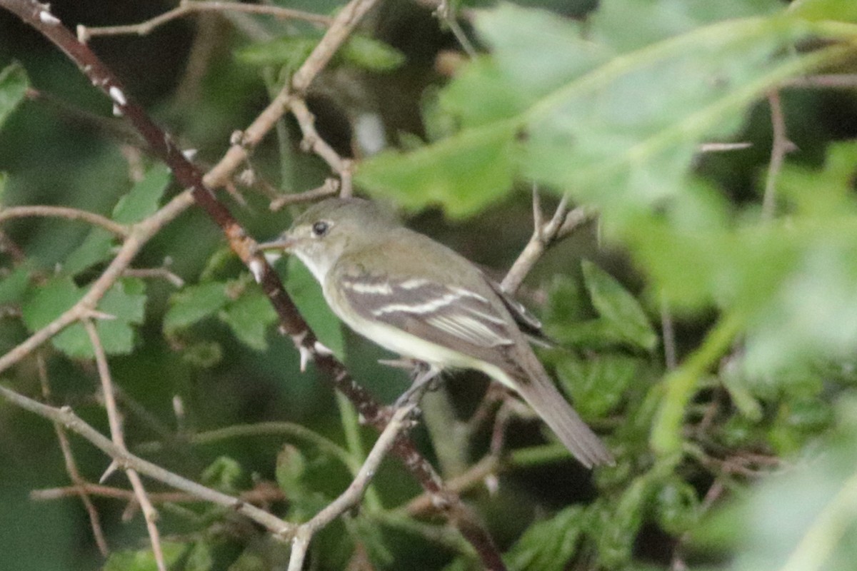 Empidonax sp. - ML639948295