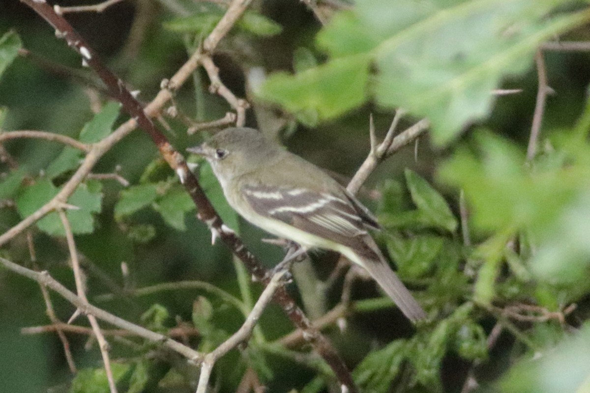Empidonax sp. - ML639948296