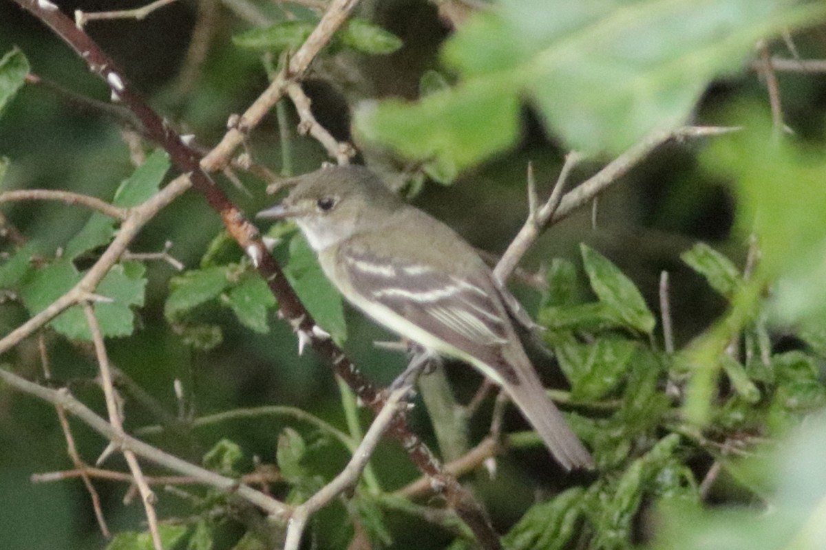 Empidonax sp. - ML639948297