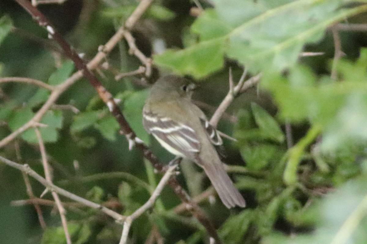 Empidonax sp. - ML639948298