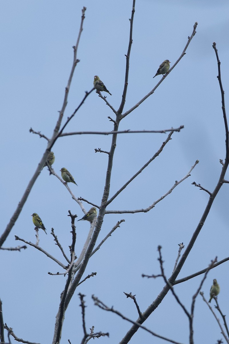 Yellow-breasted Greenfinch - ML639948335