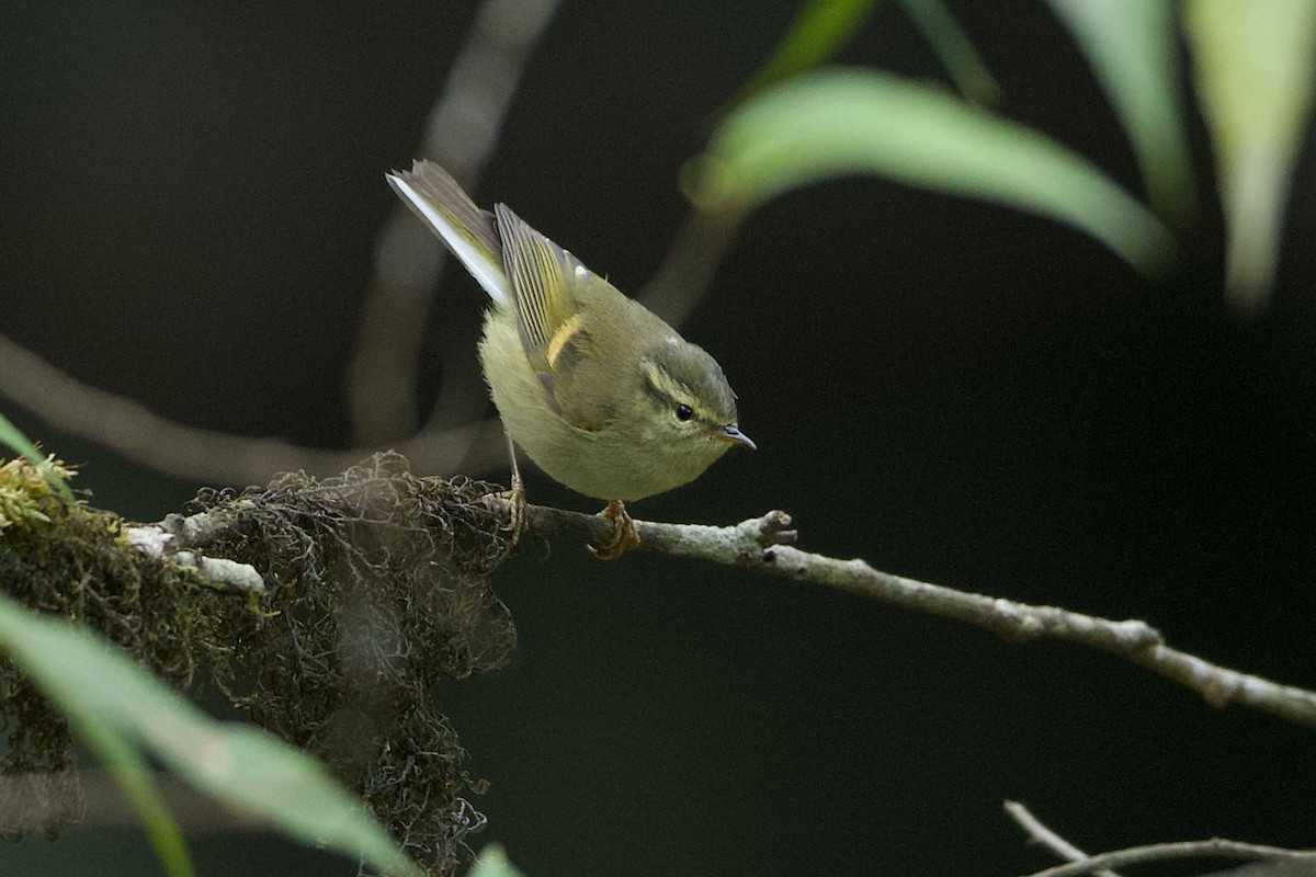 Buff-barred Warbler - ML639948362