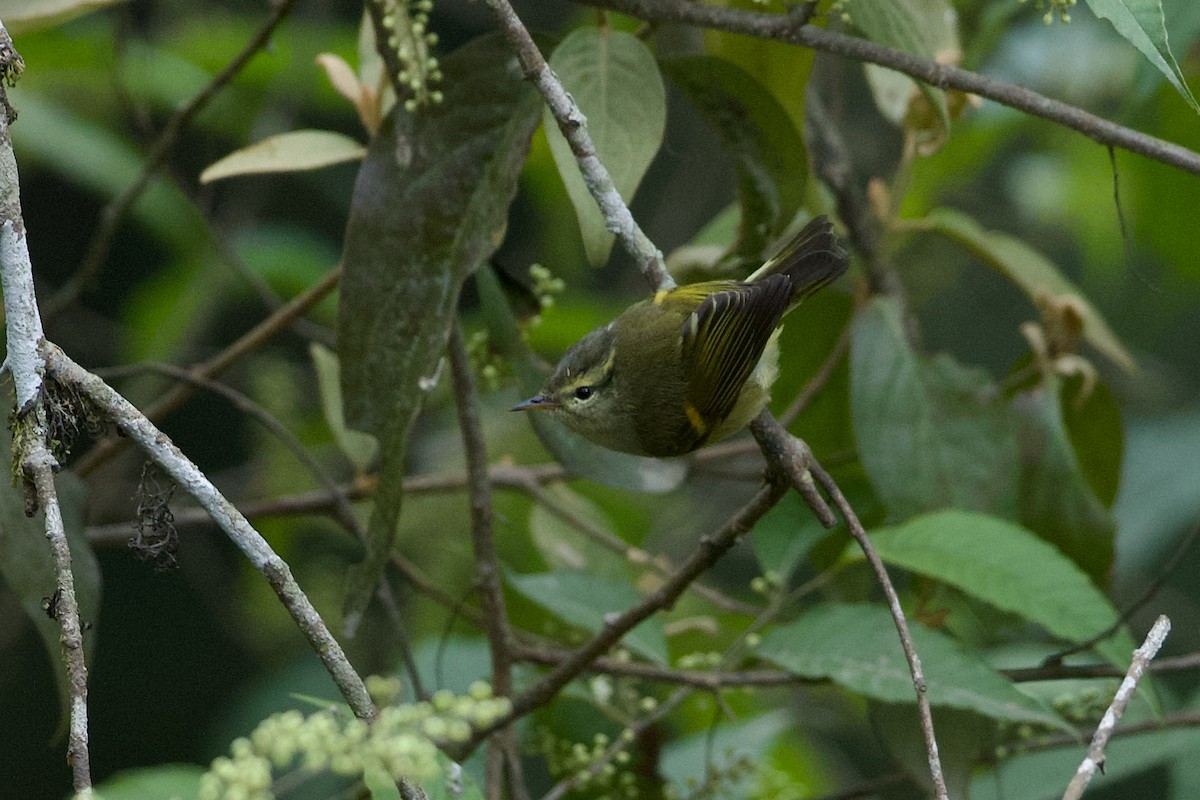 Buff-barred Warbler - ML639948363