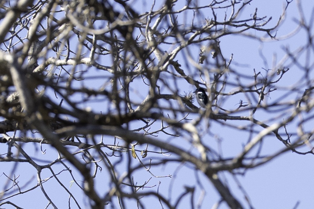 Madagascar Magpie-Robin - ML639948364