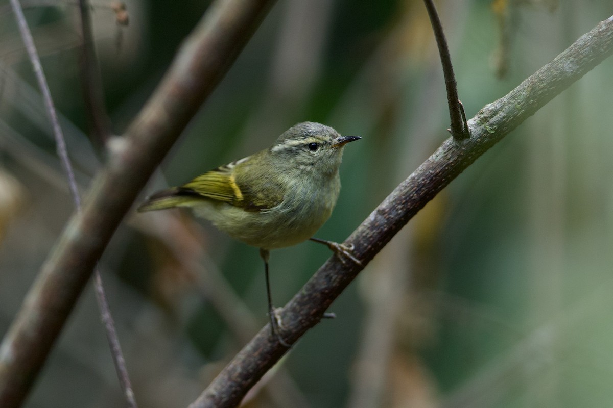 Buff-barred Warbler - ML639948449