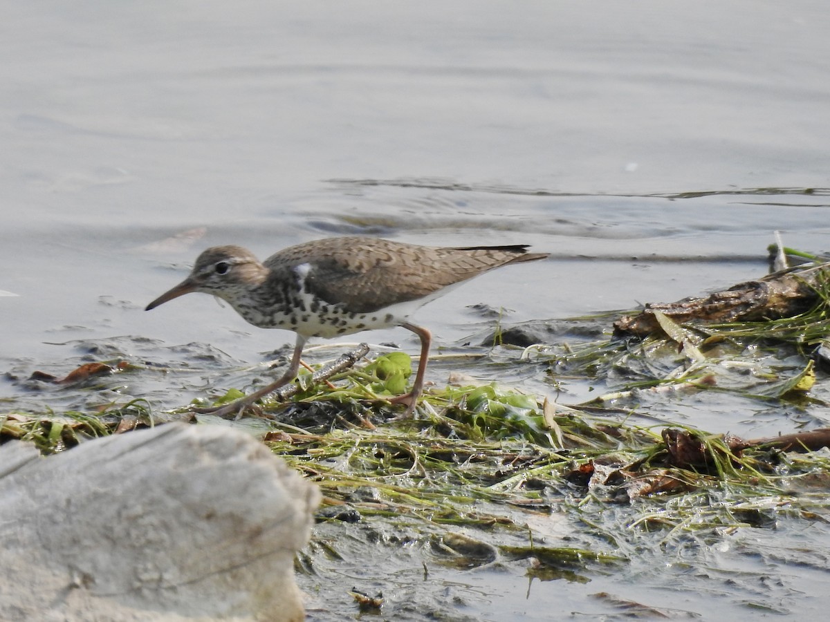 Spotted Sandpiper - ML639948455