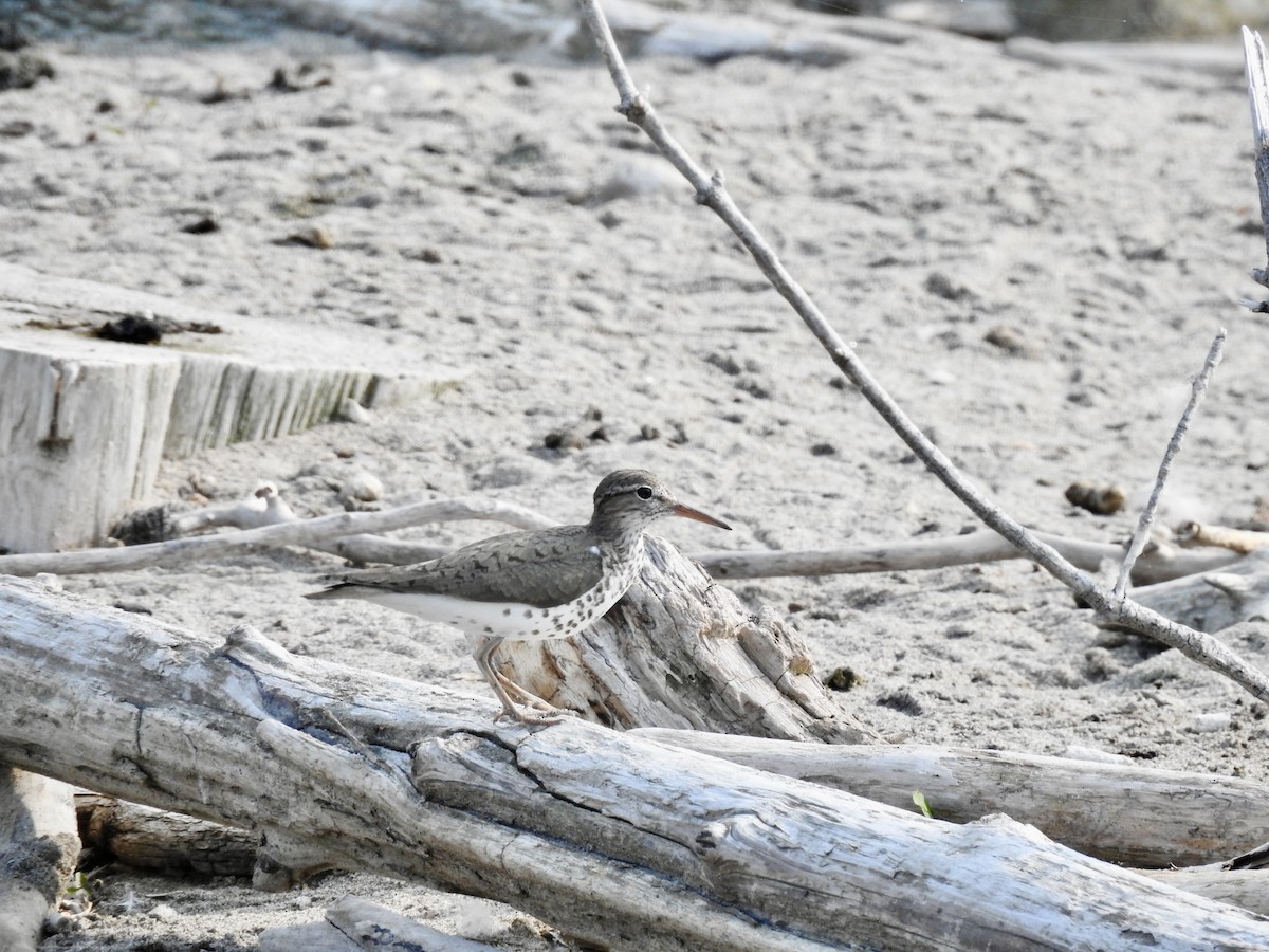 Spotted Sandpiper - ML639948456