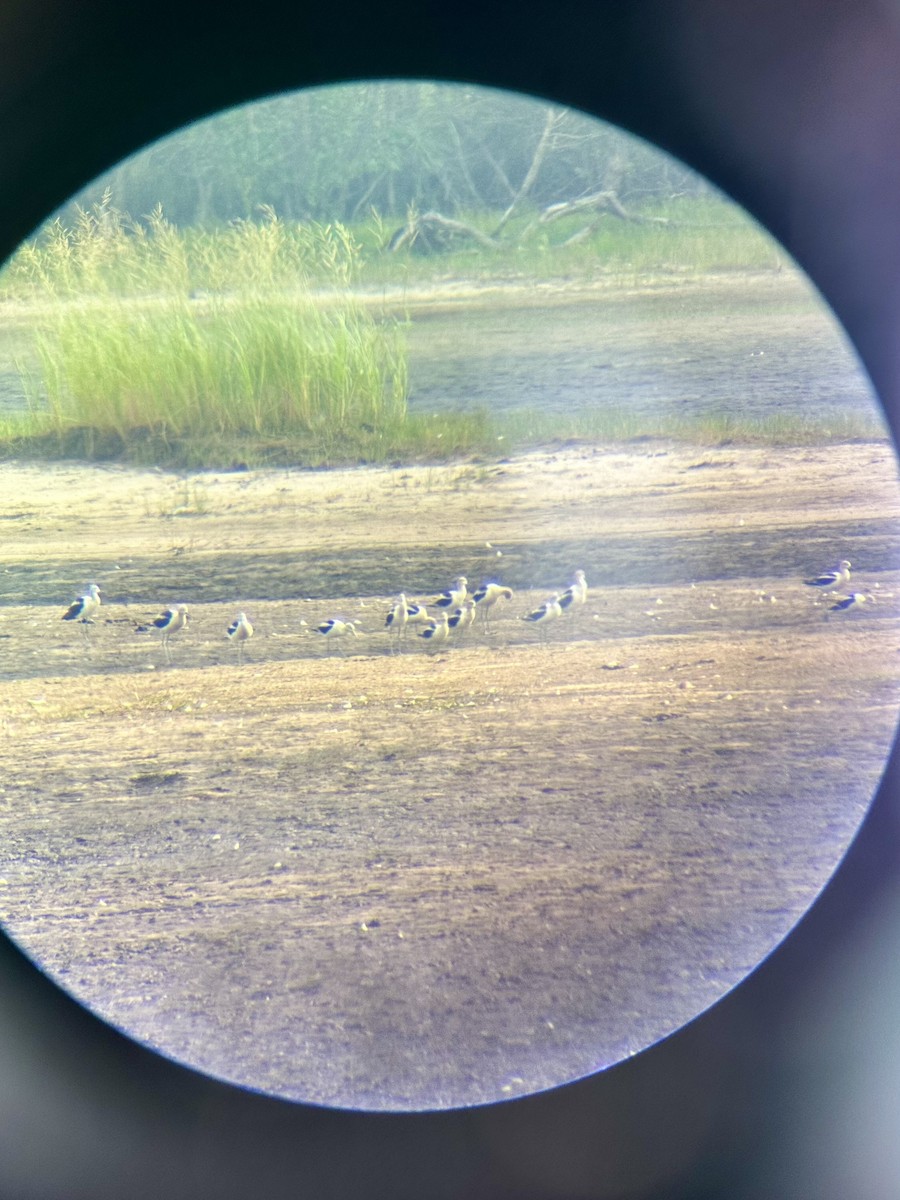 American Avocet - ML639948530