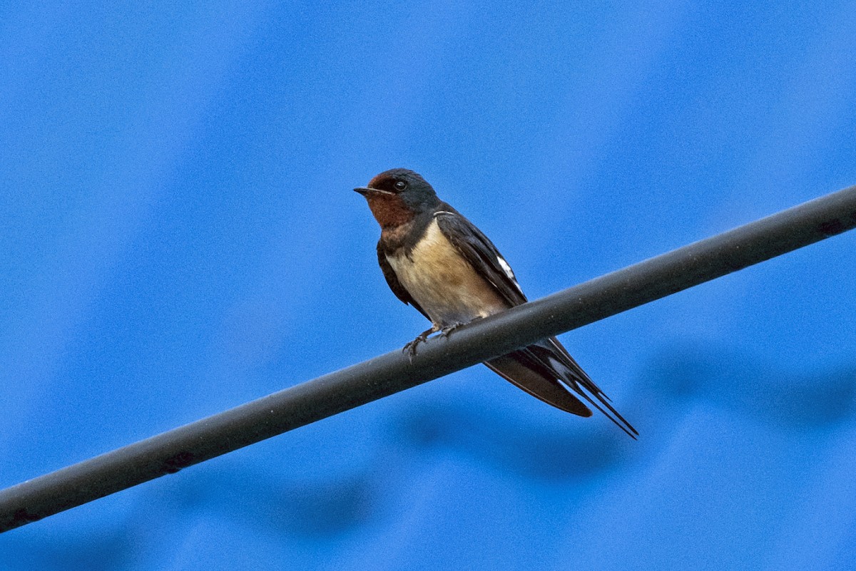 Barn Swallow - ML639948572