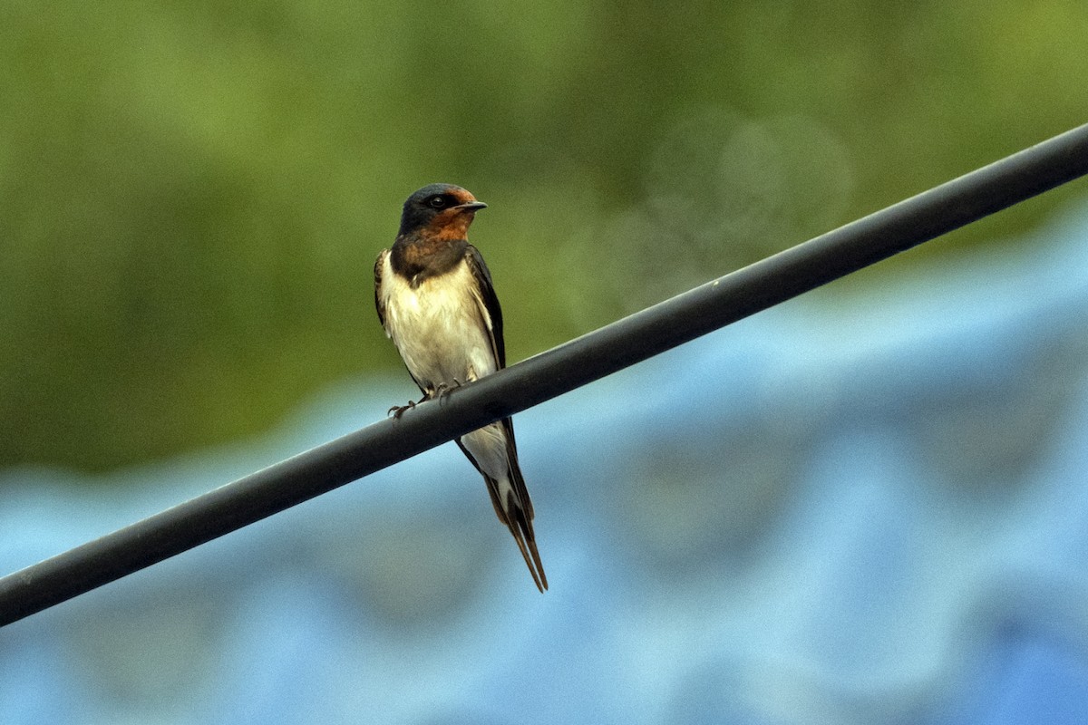 Barn Swallow - ML639948573