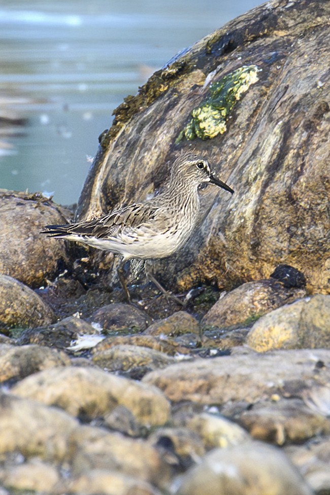 White-rumped Sandpiper - ML639948574