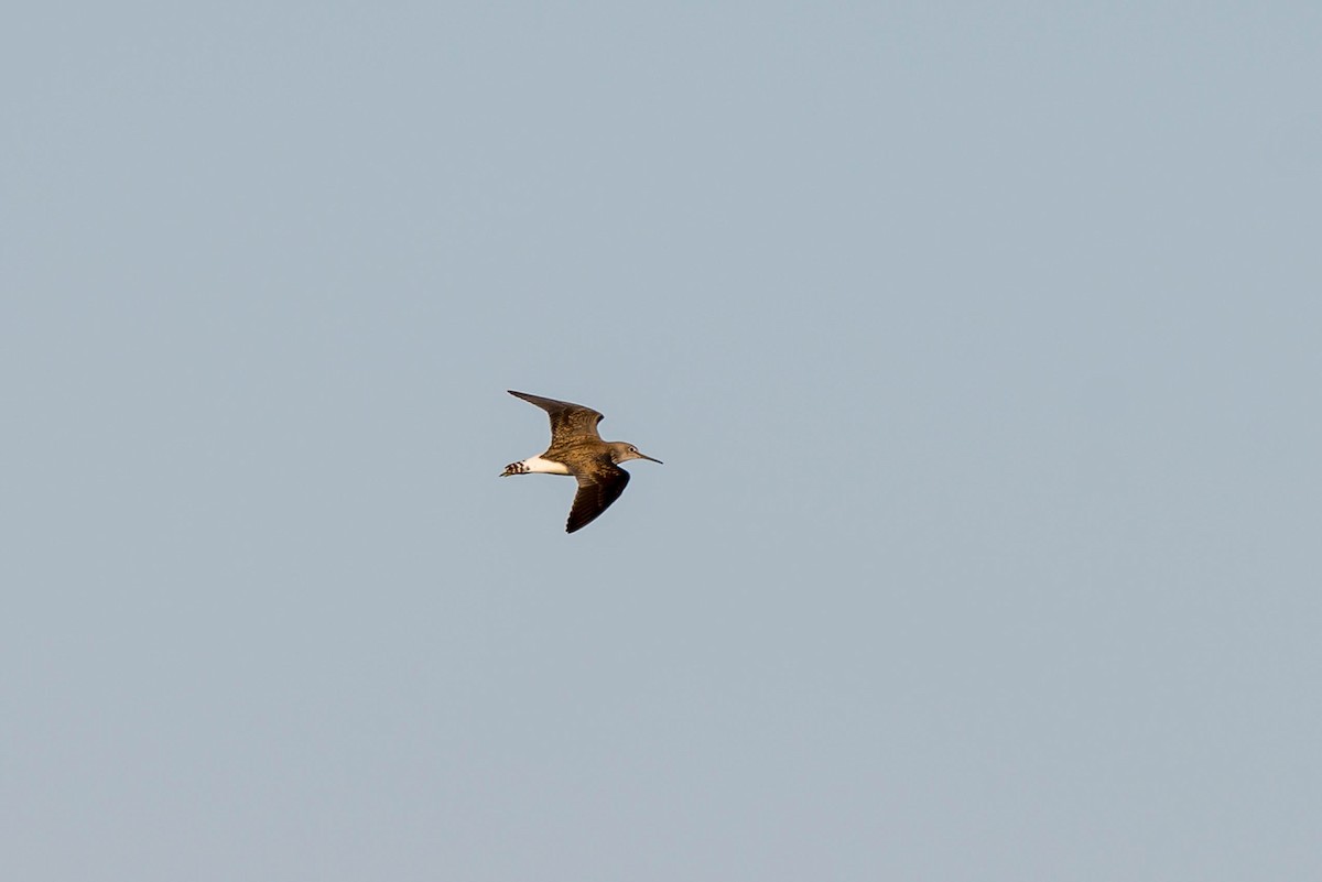 Green Sandpiper - ML639948606