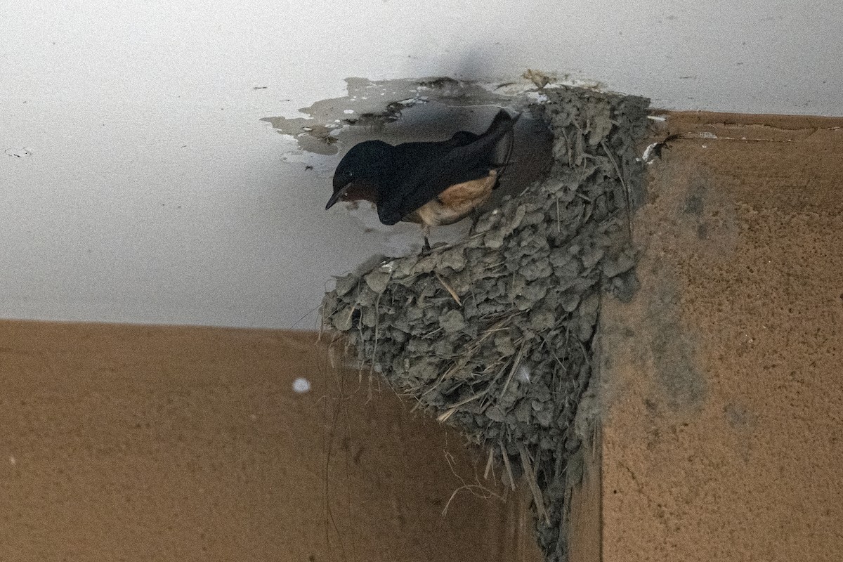 Barn Swallow - ML639948631