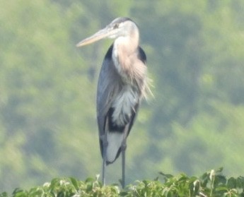 Great Blue Heron - ML639948636