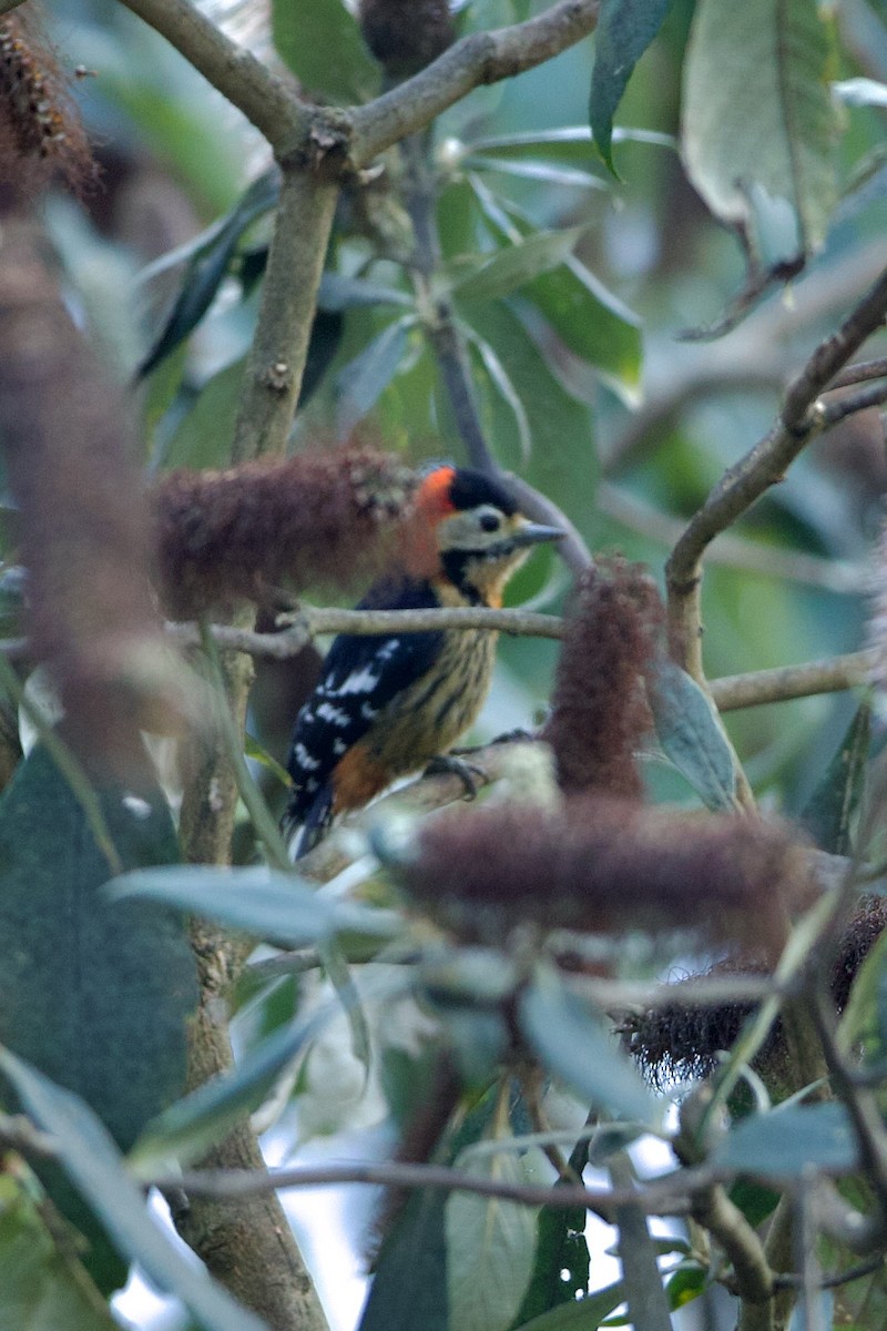 Crimson-naped Woodpecker - ML639948696