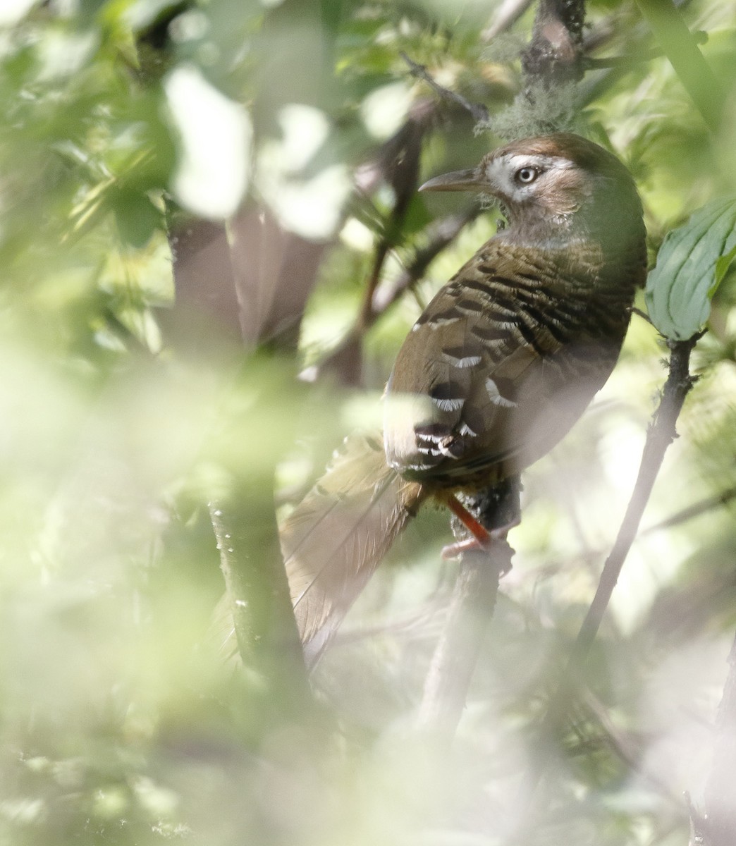 Barred Laughingthrush - Dave Curtis