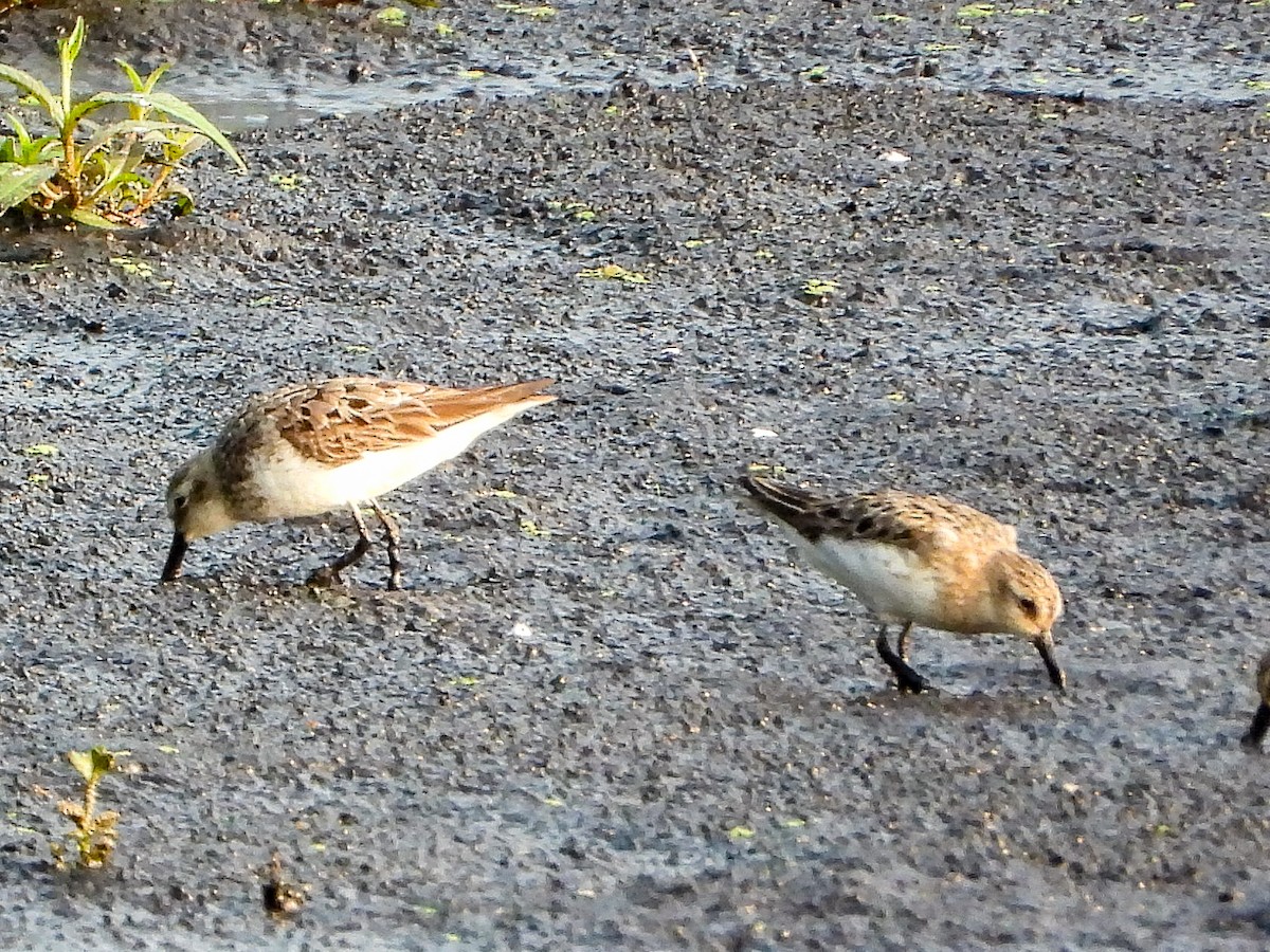 Semipalmated Sandpiper - ML639948734