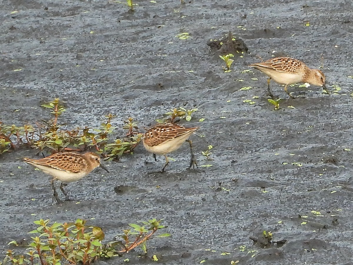 Semipalmated Sandpiper - ML639948735