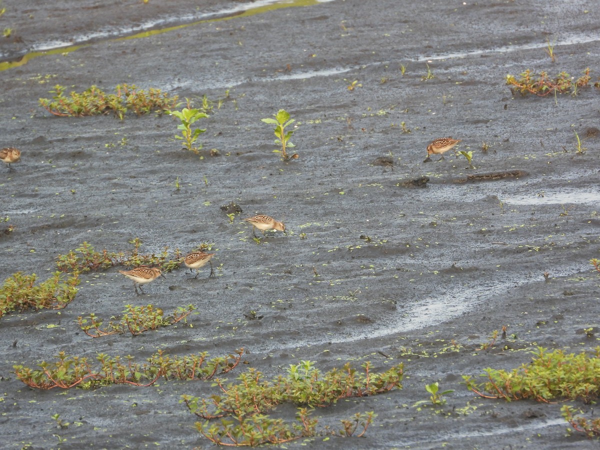 Semipalmated Sandpiper - ML639948736
