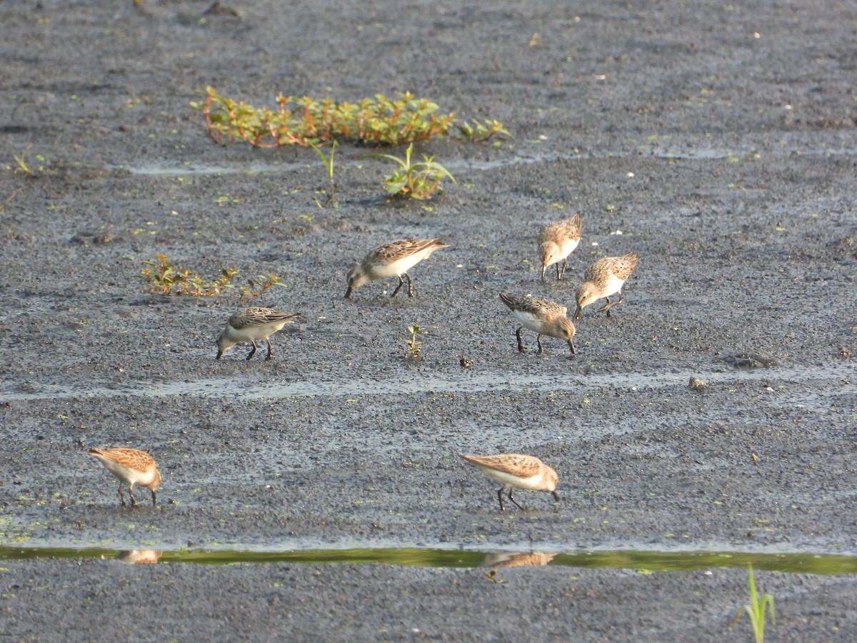 Semipalmated Sandpiper - ML639948738
