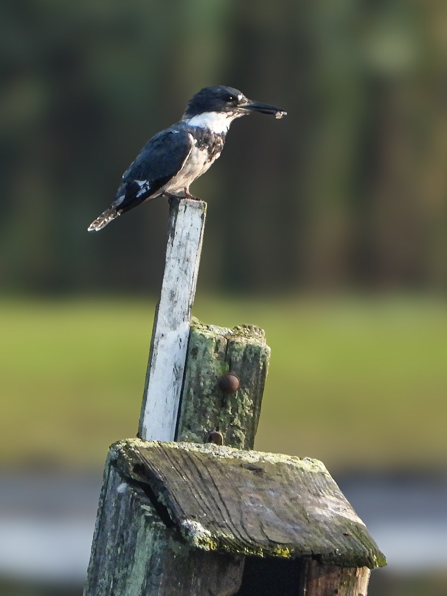 Belted Kingfisher - ML639948748