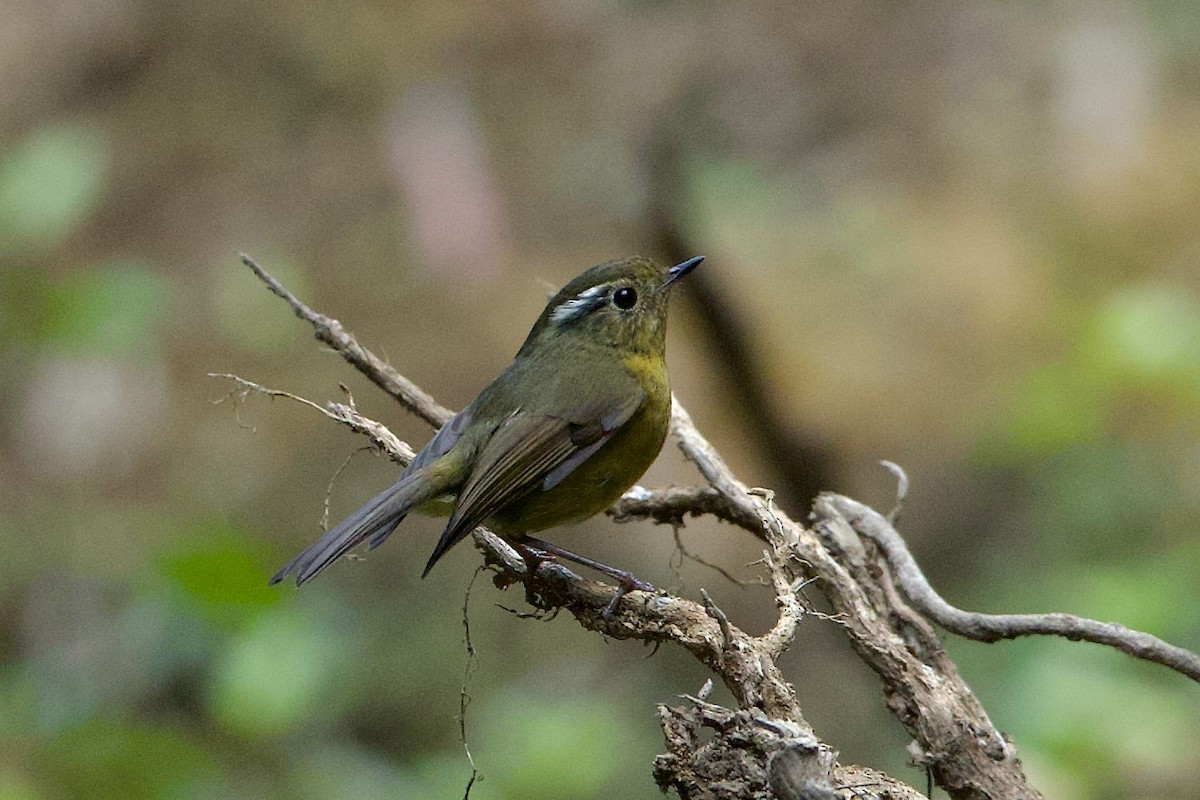 White-browed Bush-Robin - ML639948767