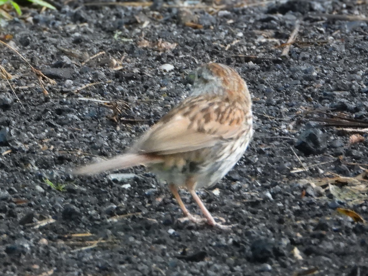 Song Sparrow - ML639948815