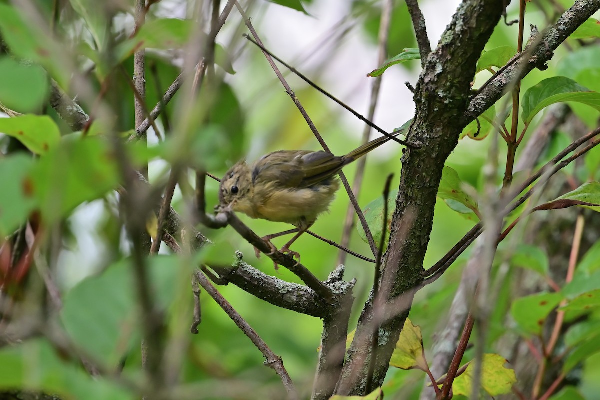Weidengelbkehlchen - ML639948872