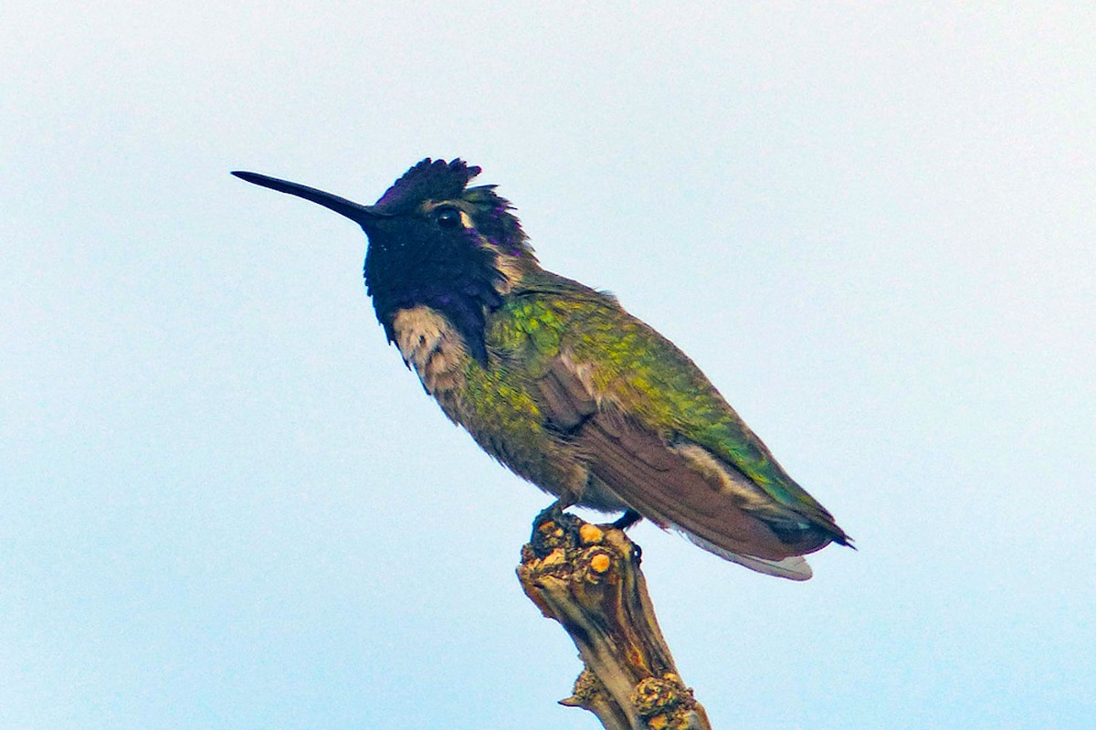 Costa's Hummingbird - ML639948912