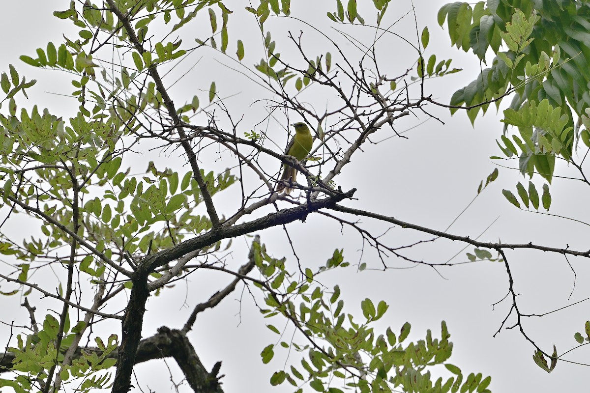 Gartentrupial - ML639948972