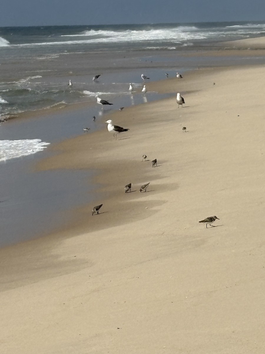Sanderling - ML639948992