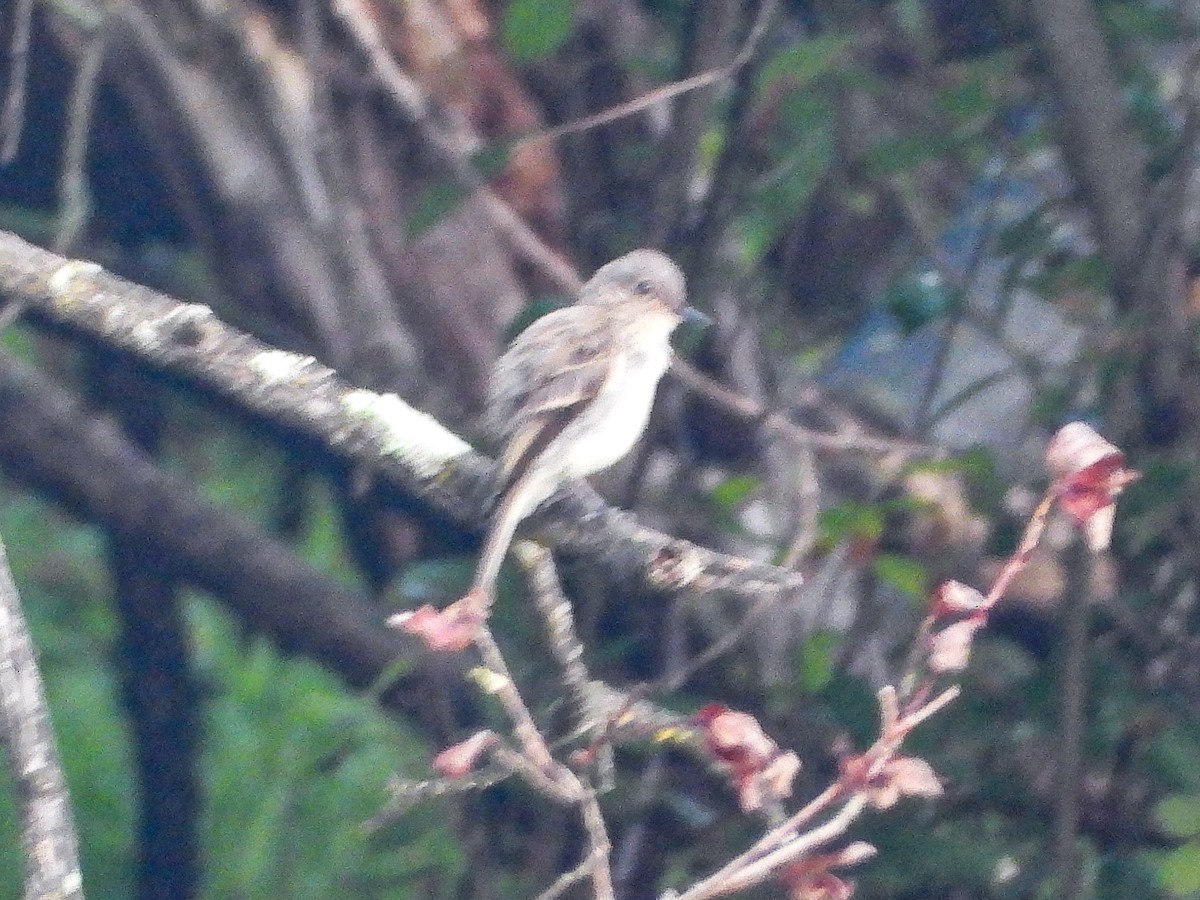 Eastern Wood-Pewee - ML639949046