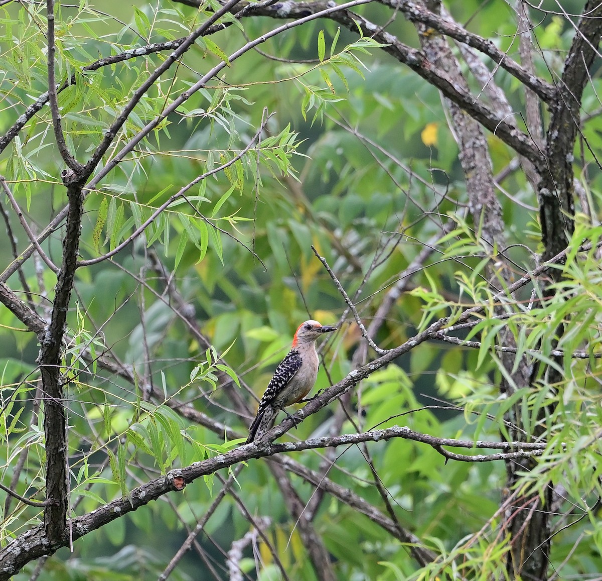 Carolinaspecht - ML639949113