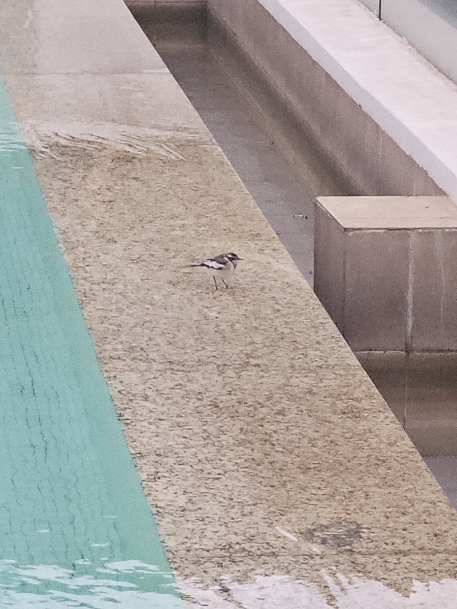 African Pied Wagtail - ML639949130