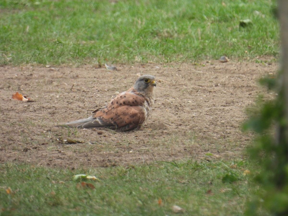 poštolka obecná - ML639949147