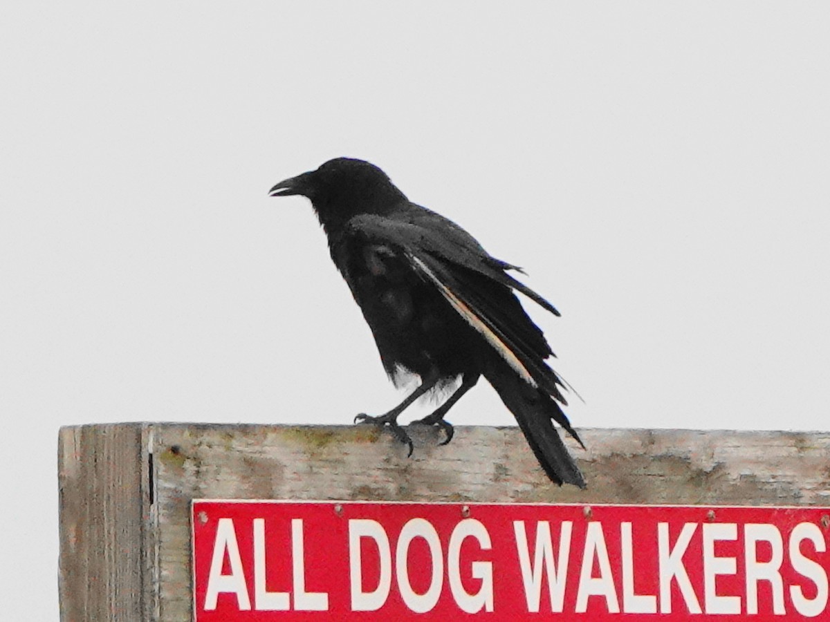 Fish Crow - ML639949157