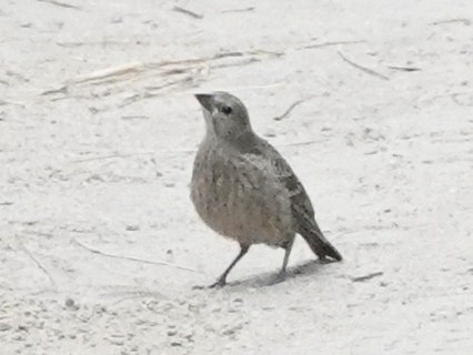 Brown-headed Cowbird - ML639949163