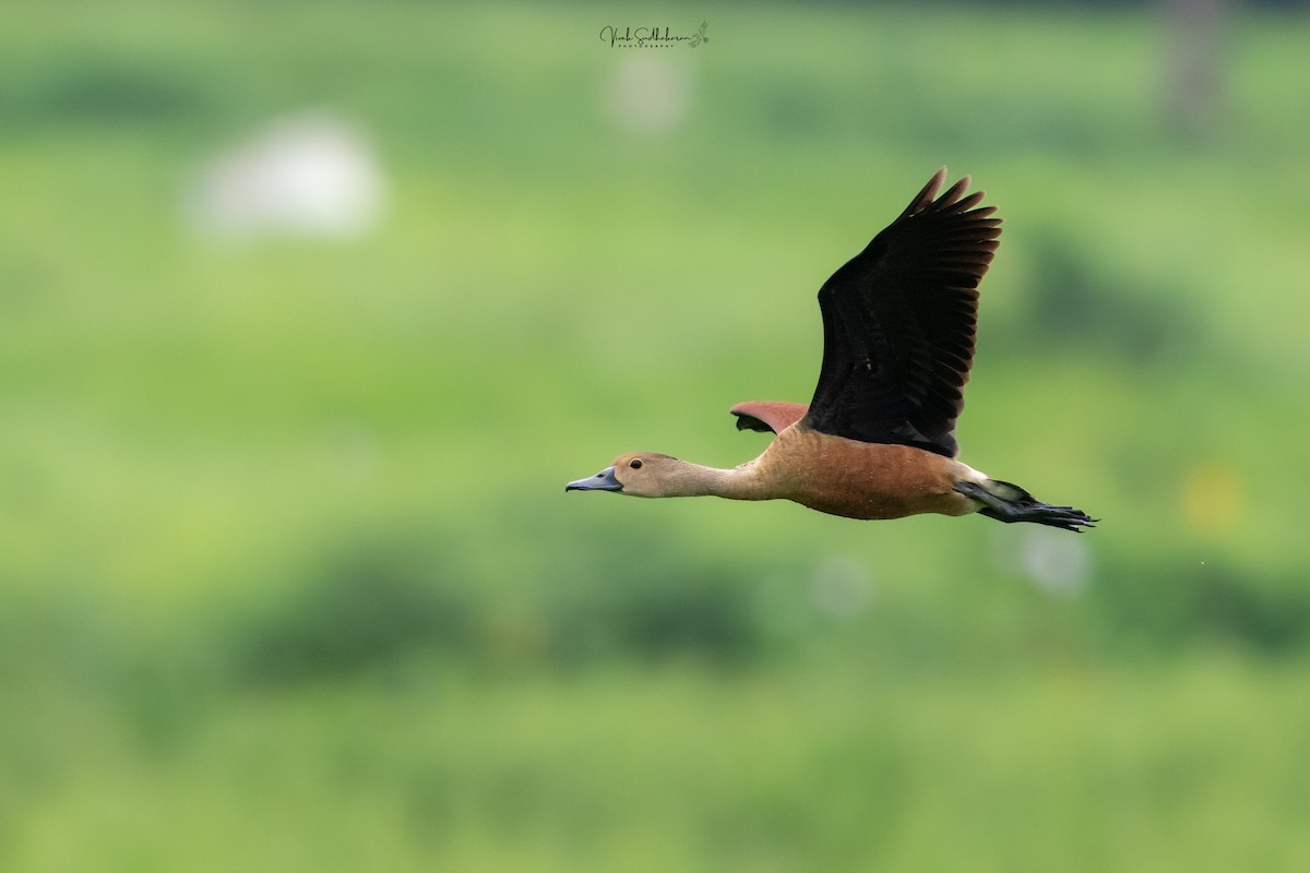 Lesser Whistling-Duck - ML639949180