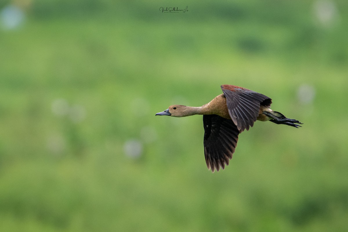 Lesser Whistling-Duck - ML639949181