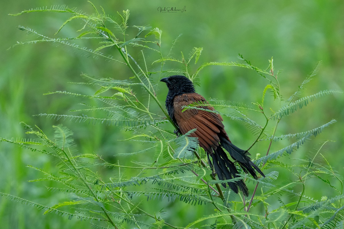 Lesser Coucal - ML639949192
