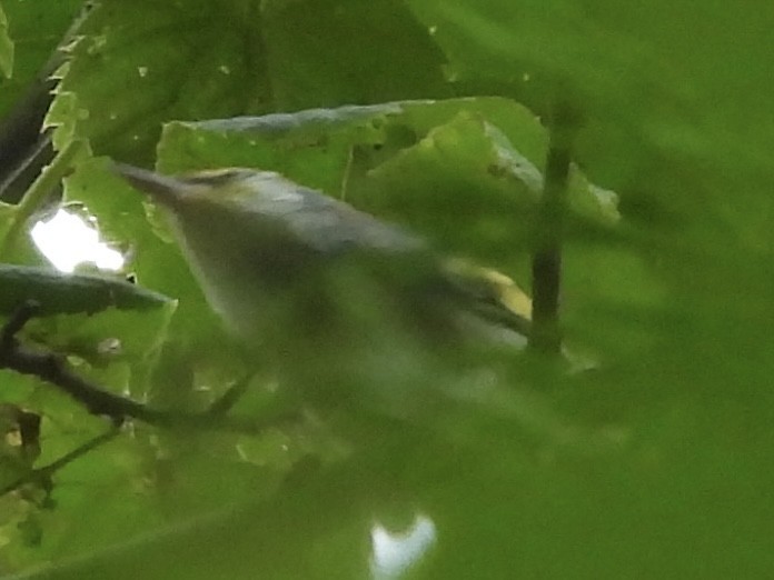 Golden-winged Warbler - ML639949194