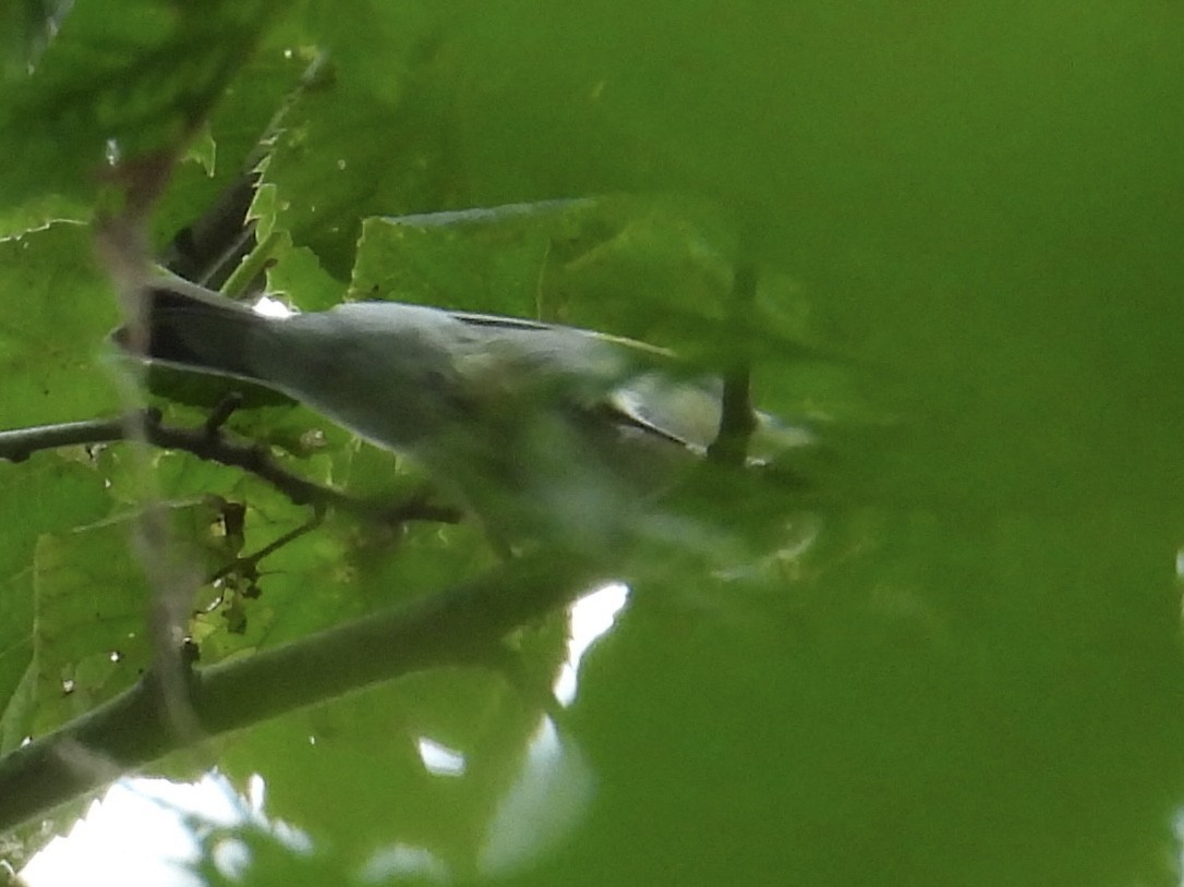 Golden-winged Warbler - ML639949195