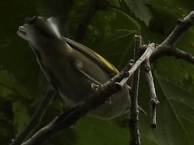 Golden-winged Warbler - ML639949196