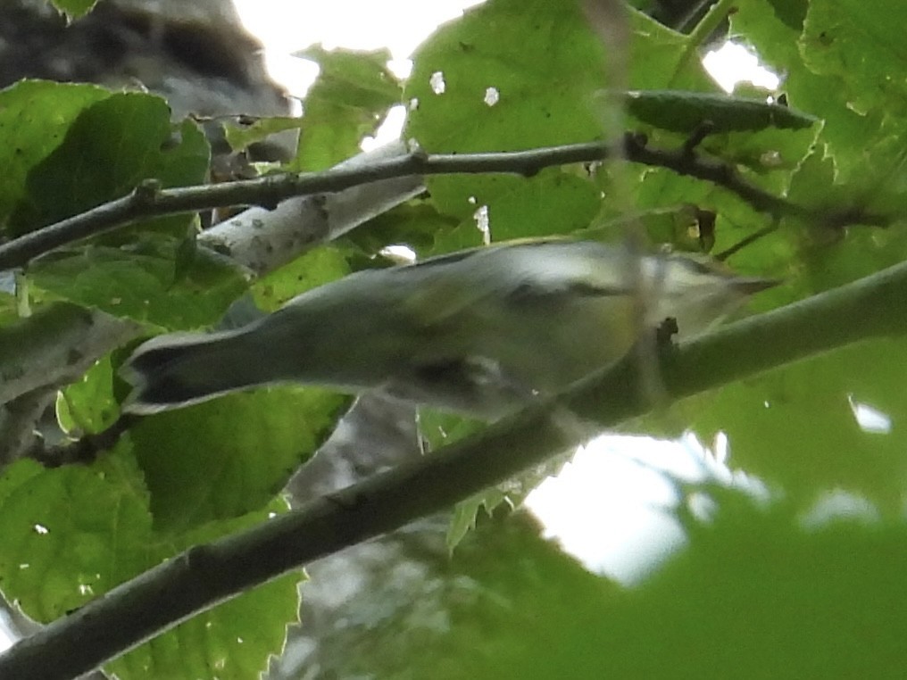 Golden-winged Warbler - ML639949198