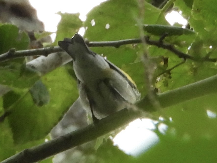 Golden-winged Warbler - ML639949199