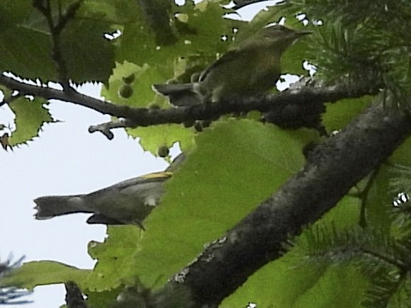 Golden-winged Warbler - ML639949200