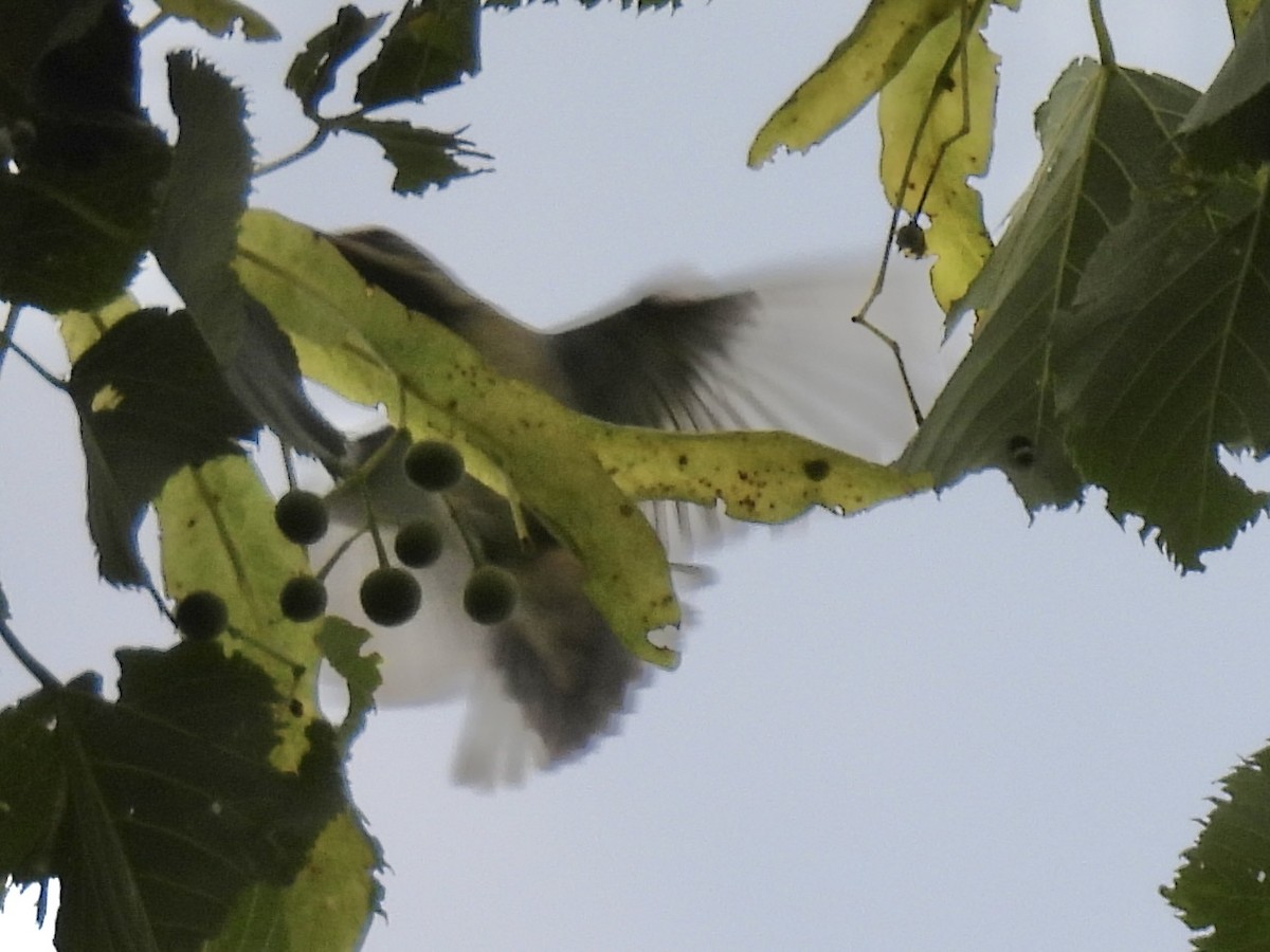 Golden-winged Warbler - ML639949201