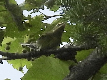 Golden-winged Warbler - ML639949202