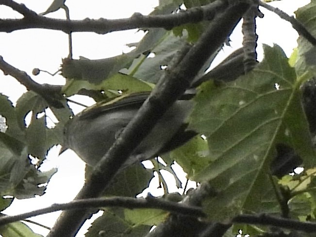 Golden-winged Warbler - ML639949203